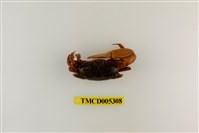 藏品(弧邊管招潮蟹)的圖片